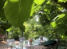 Rental of a garden with trees €70